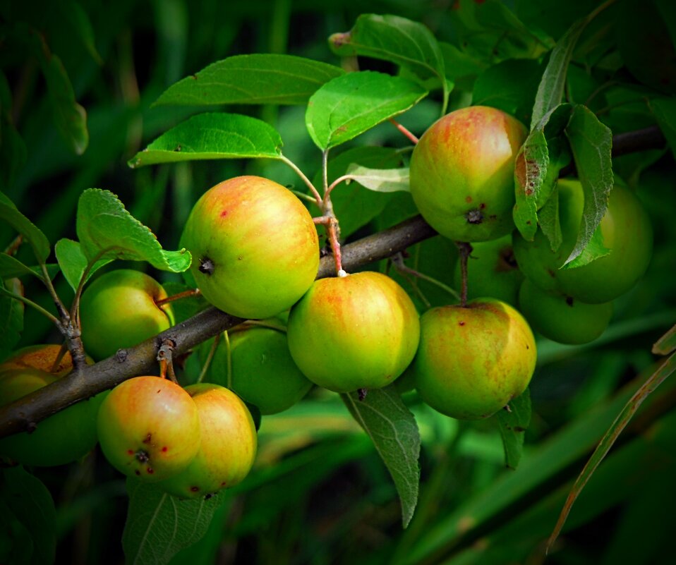Осенние яблочки. - Владимир 