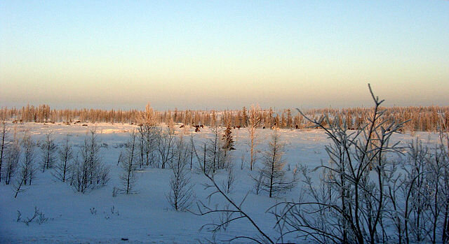 Горнокнязевск. Ямал - Tata Wolf