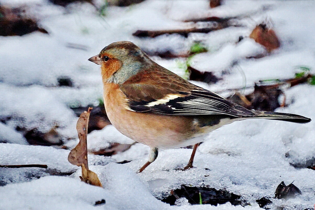 В парке... - Николай Саржанов