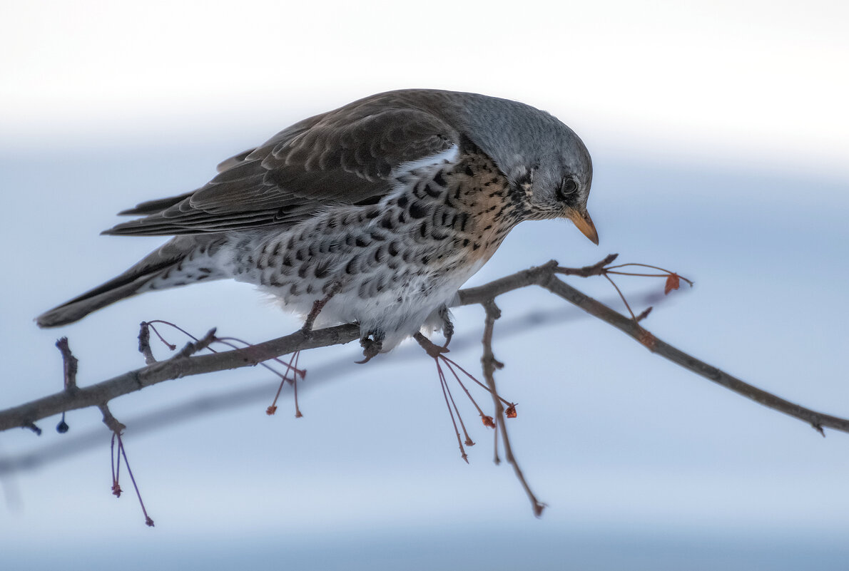 Дрозд рябинник - Марина Фомина. Дрозд рябинник - Марина Фомина.