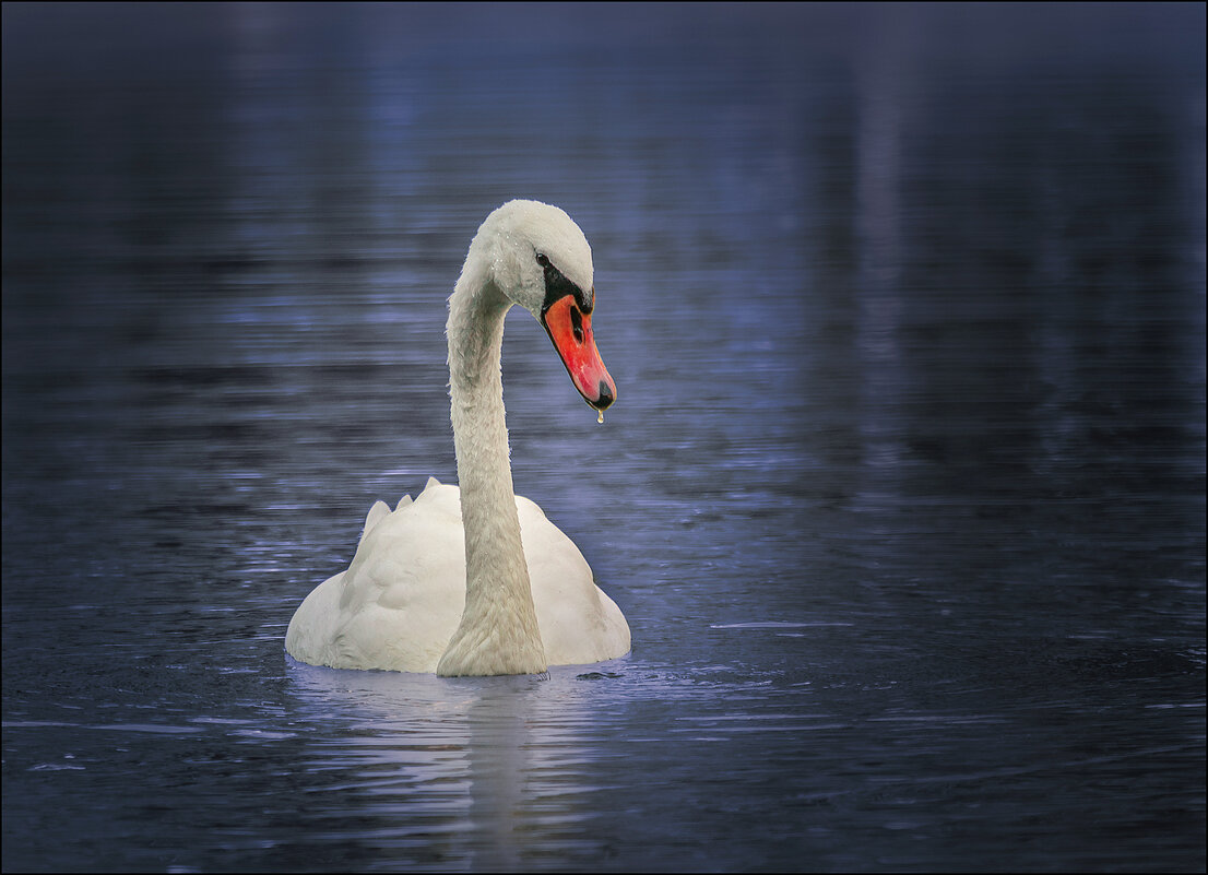 Одинокий лебедь - Серый 