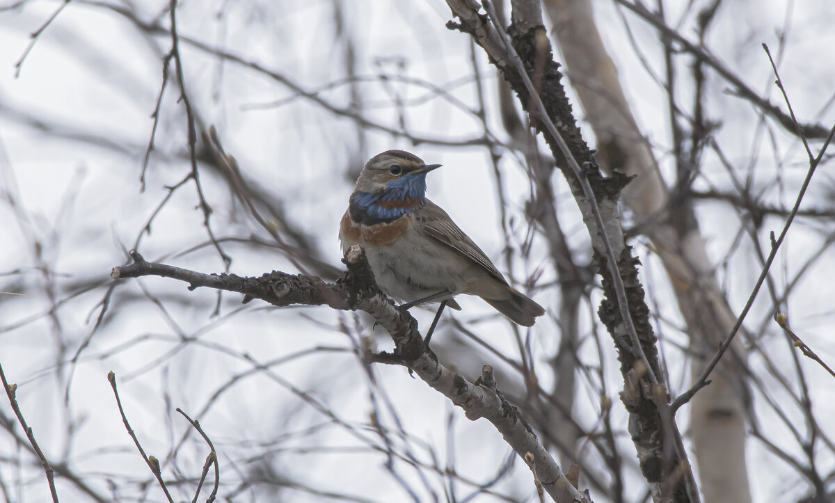 Варакущка - Игорь Шабалин Варакущка - Игорь Шабалин