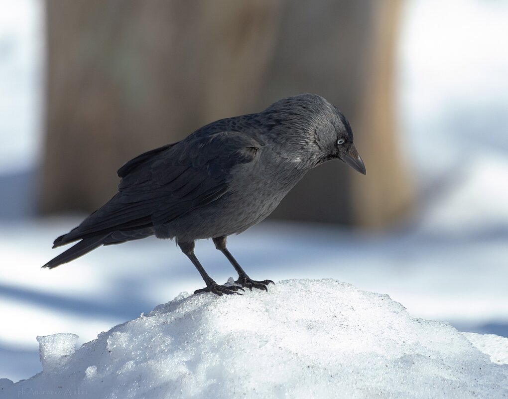 *** - Андрей Андрианов