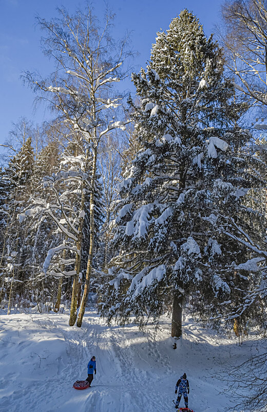 В зимнем лесу... - Сергей Романов