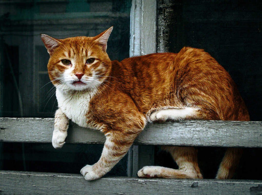 ф - владимир 