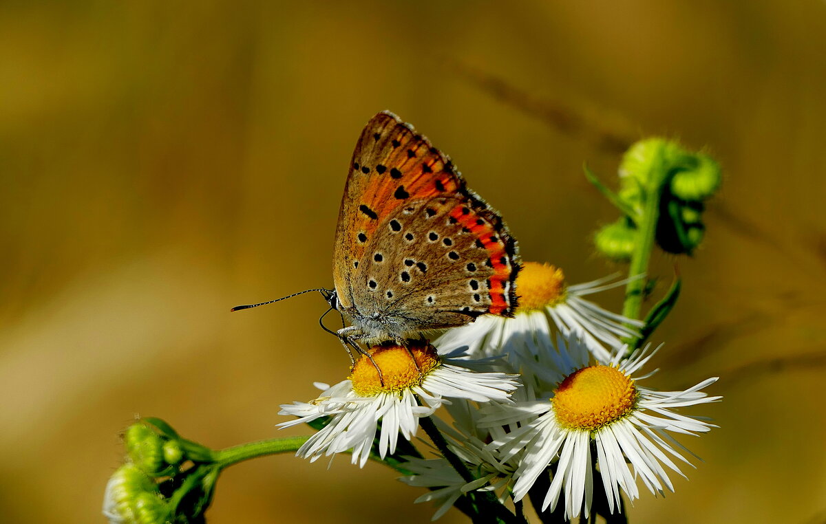 опять про бабочек...386 - Александр Прокудин
