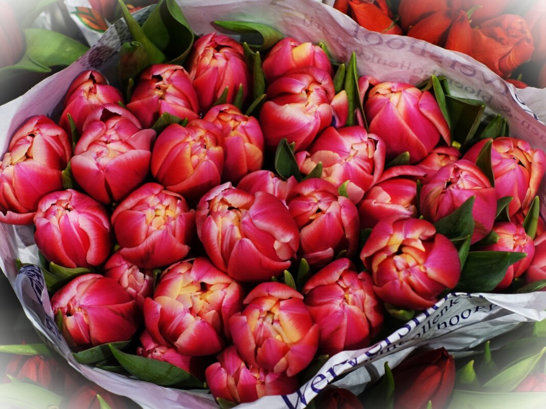 Очаровательные тюльпаны - Aida10 