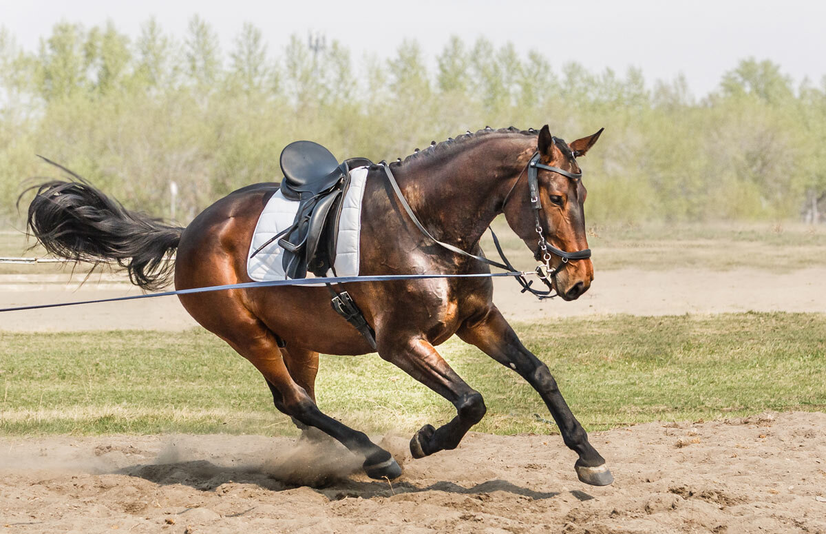 На корде - SanSan 