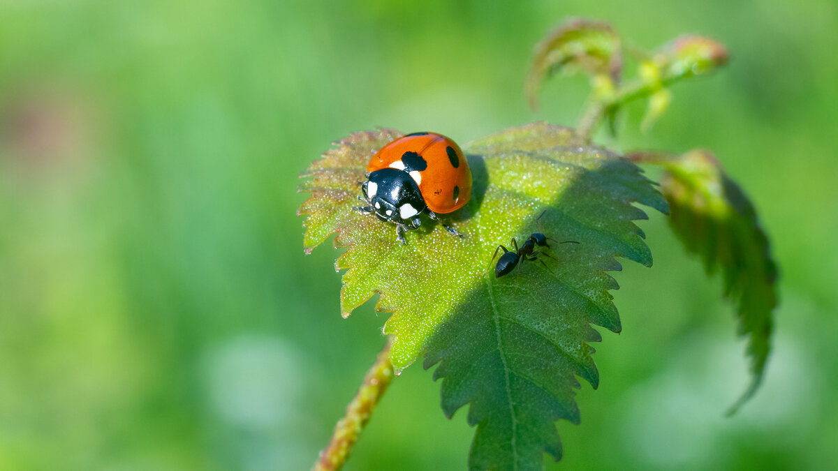 Макро - Владимир Лазарев