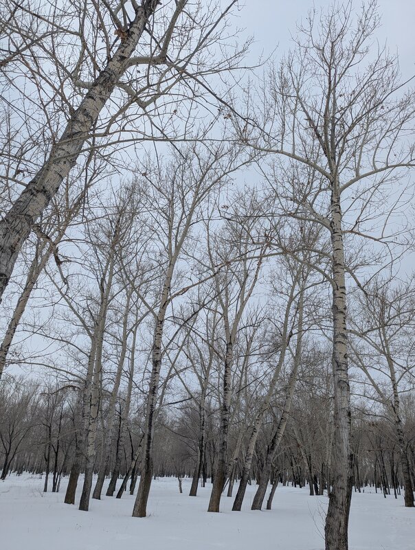 Тополинка.Вот и февраль пришёл. - Андрей Хлопонин Тополинка.Вот и февраль пришёл. - Андрей Хлопонин
