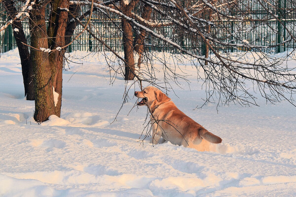 Одержимый идеей. - Татьяна Помогалова