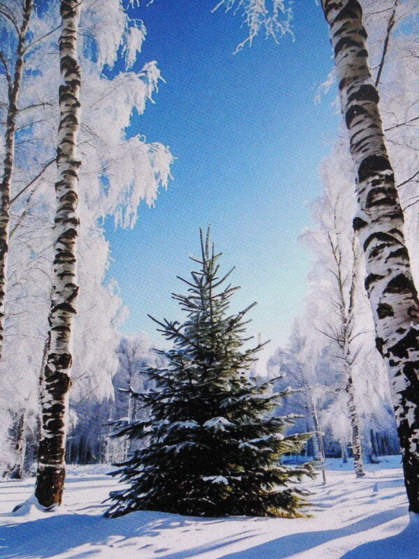 Красота в лесу - Людмила Смородинская