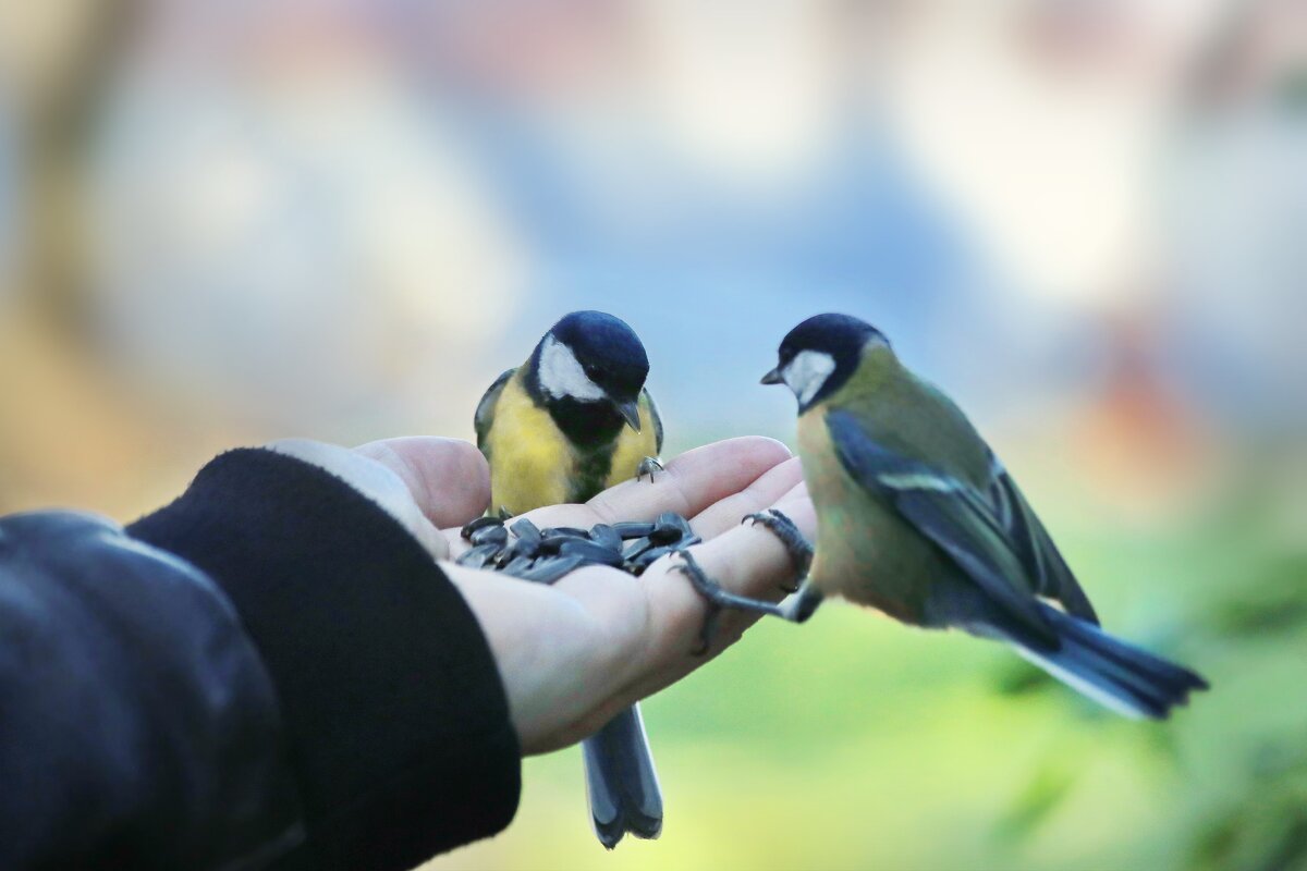 Конкуренция. - Татьяна Бравая Конкуренция. - Татьяна Бравая