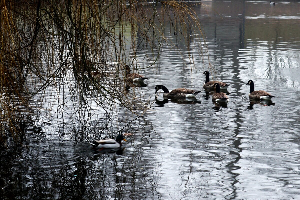 В холодной воде февраля - Юрий. Шмаков