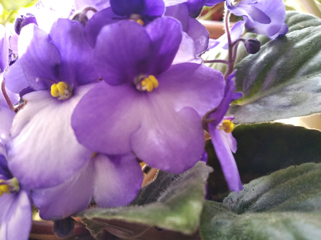 Фиалка - Елена Семигина