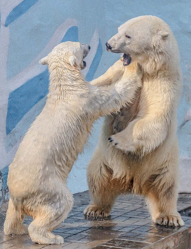 бм - Аркадий 