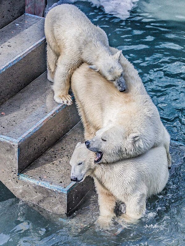 бм - Аркадий бм - Аркадий