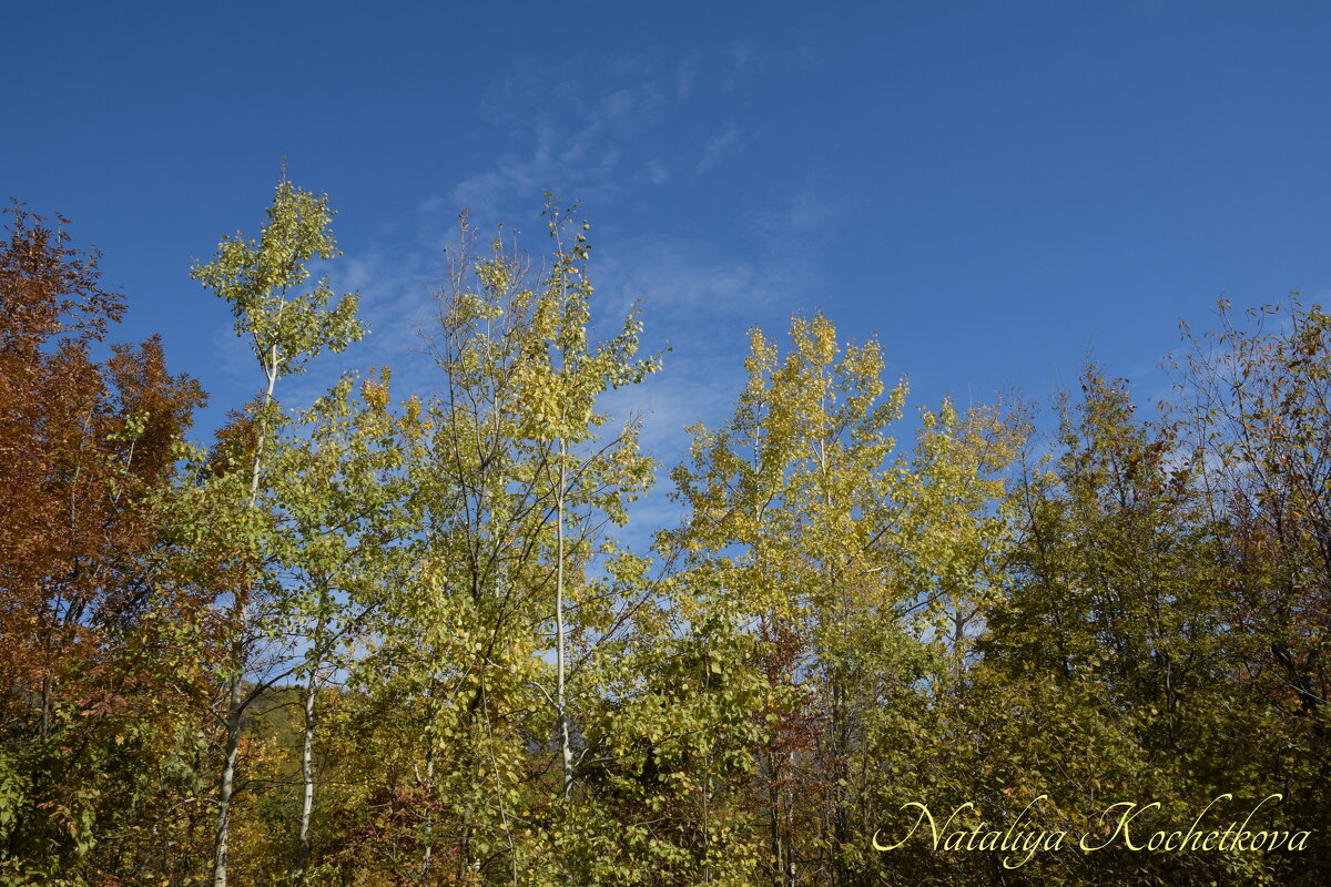 Природа Крыма - Amazing Cosmea Природа Крыма - Amazing Cosmea