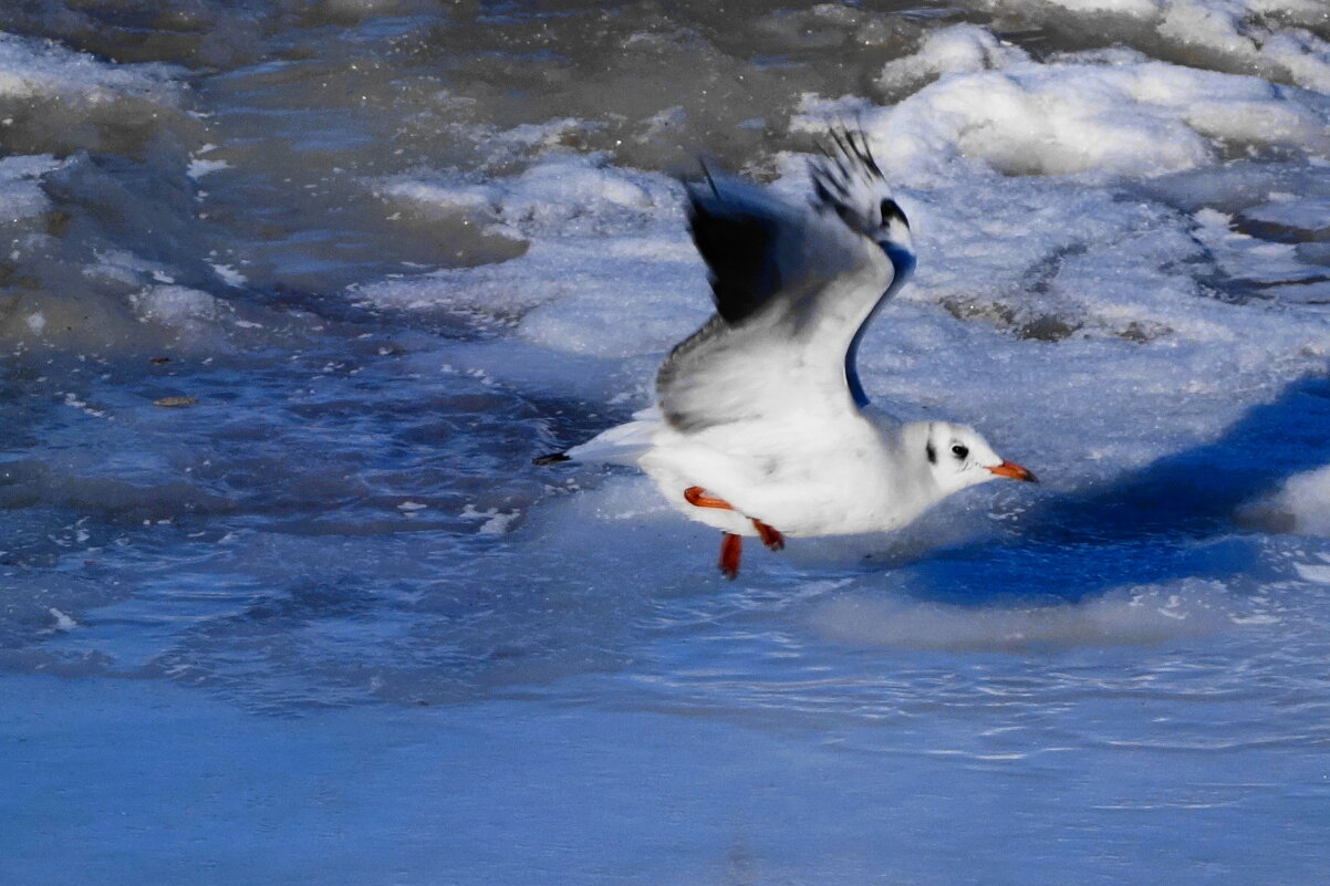 Чайка, Балтийское море, Зеленоградск, Калининградская область - Рита Симонова Чайка, Балтийское море, Зеленоградск, Калининградская область - Рита Симонова