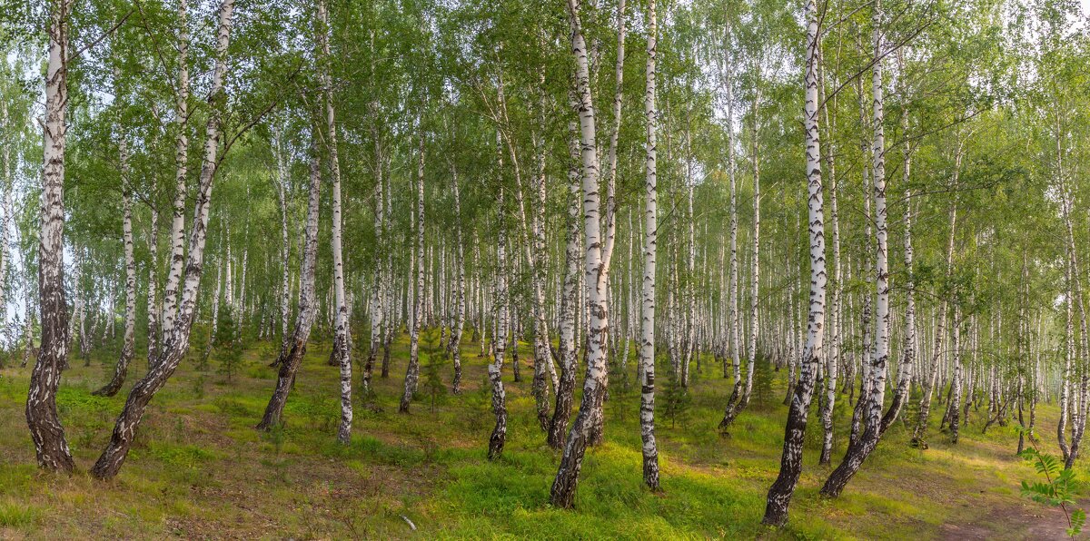 Лето. Березовая роща. - Алексей Трухин