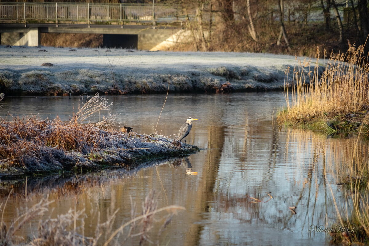 Ждём-пождём... - Николай Гирш