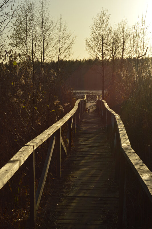 Роминтенская пуща. Мостки к озеру. - Константин Белоногов