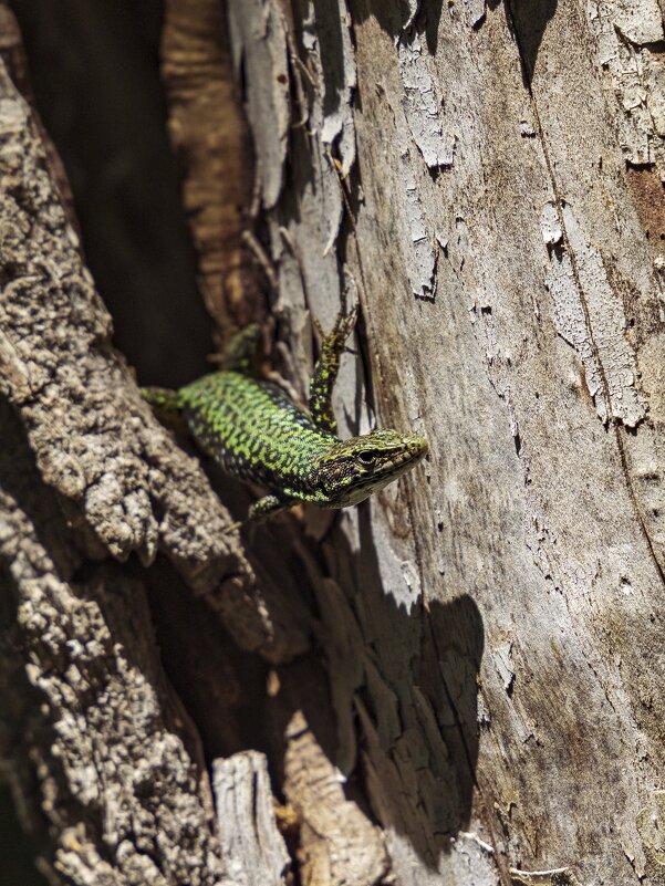 Здравствуйте - Vsevolod 