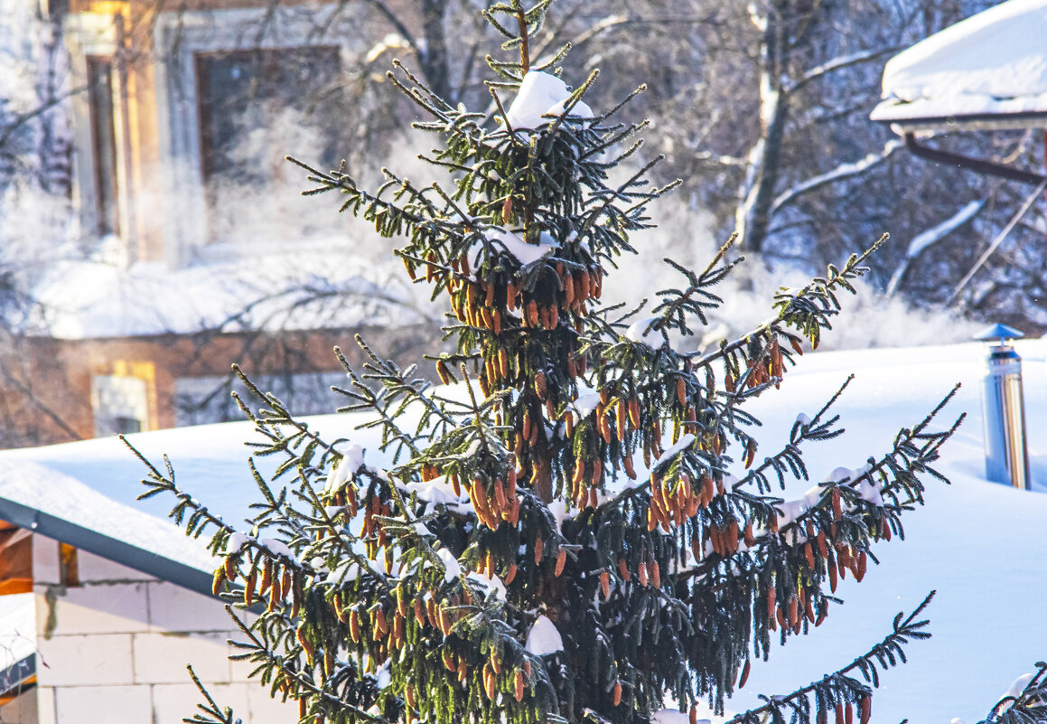 В белой шапочке. - Петр Беляков
