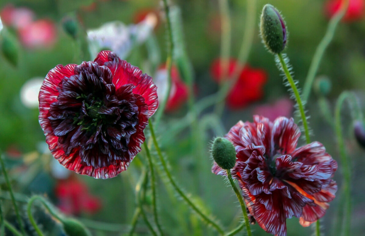 Цыганские мотивы - елена беликова Цыганские мотивы - елена беликова