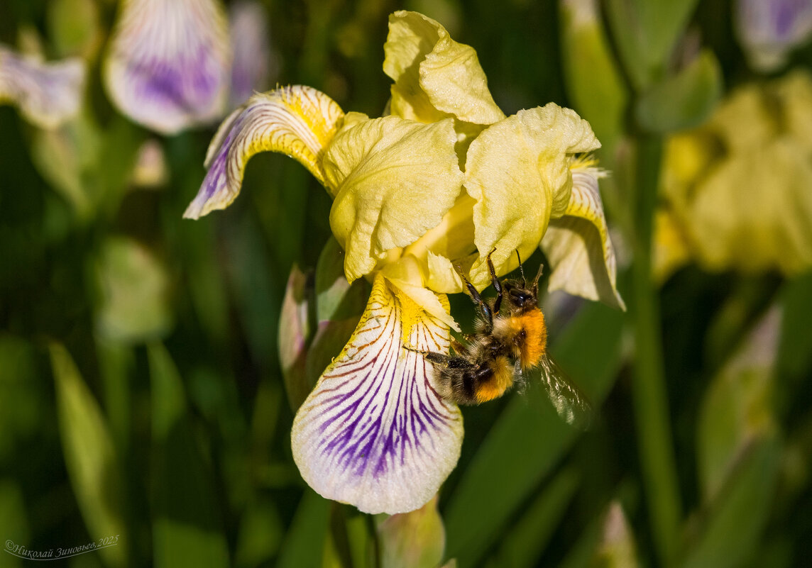 Мохнатый шмель на душистый ирис) - Николай Зиновьев