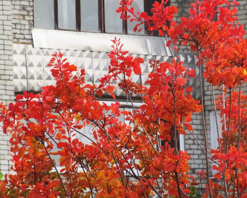 разноцветье октября - Елена Шаламова