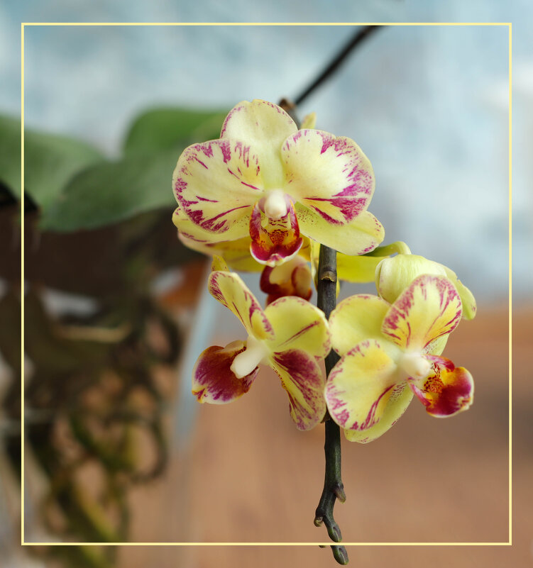 Моя коллекция орхидей - Irene Irene