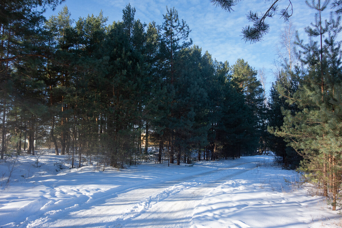 Лесная дорога. - Геннадий Порохов