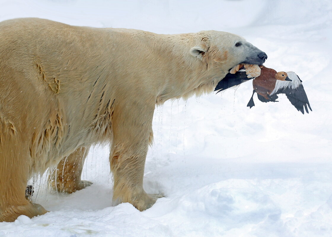 добыча - Михаил Бибичков