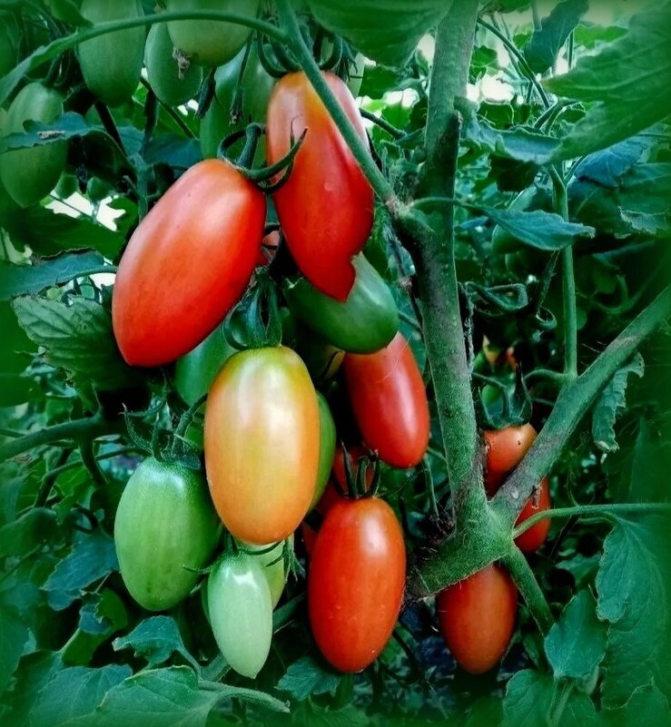 Томаты на грядке - Елена Сухорученкова