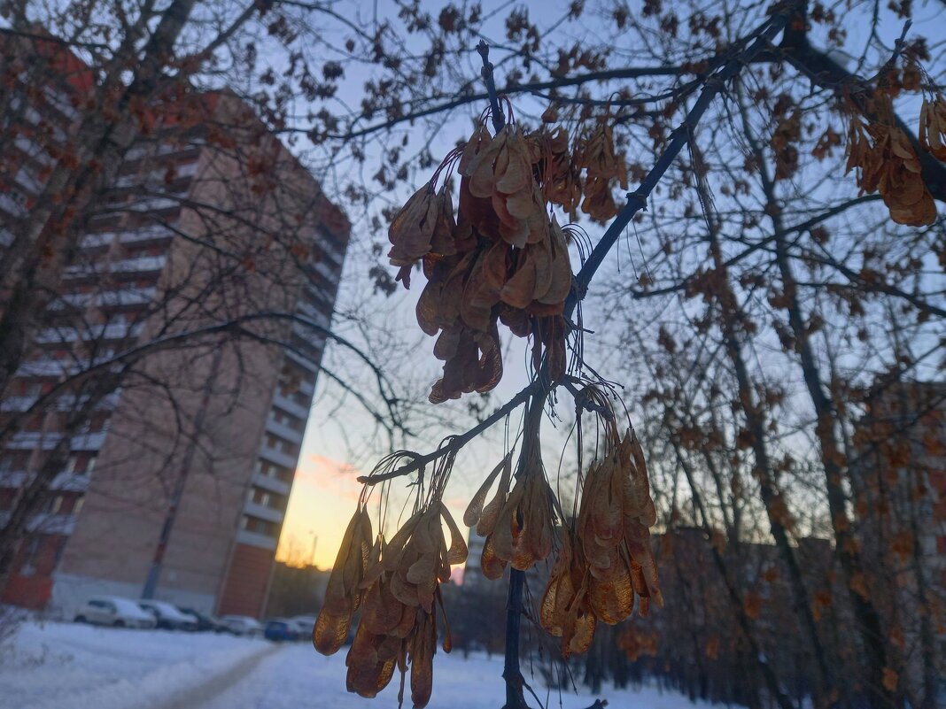 Клён - Сапсан 