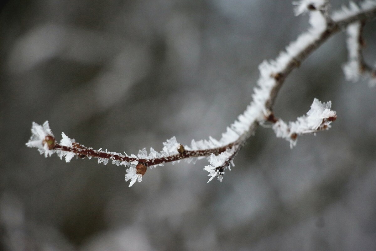*** - Наталья Герасимова