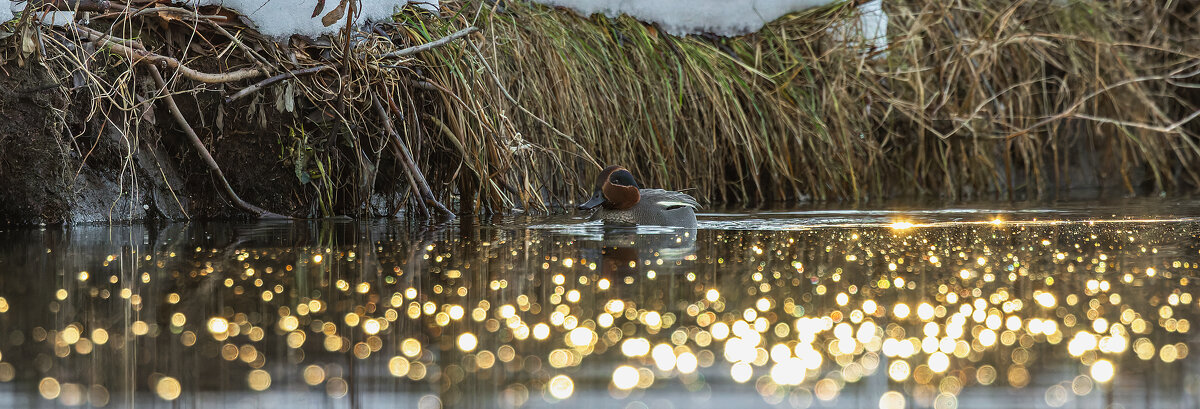 чирок свистунок - юрий макаров