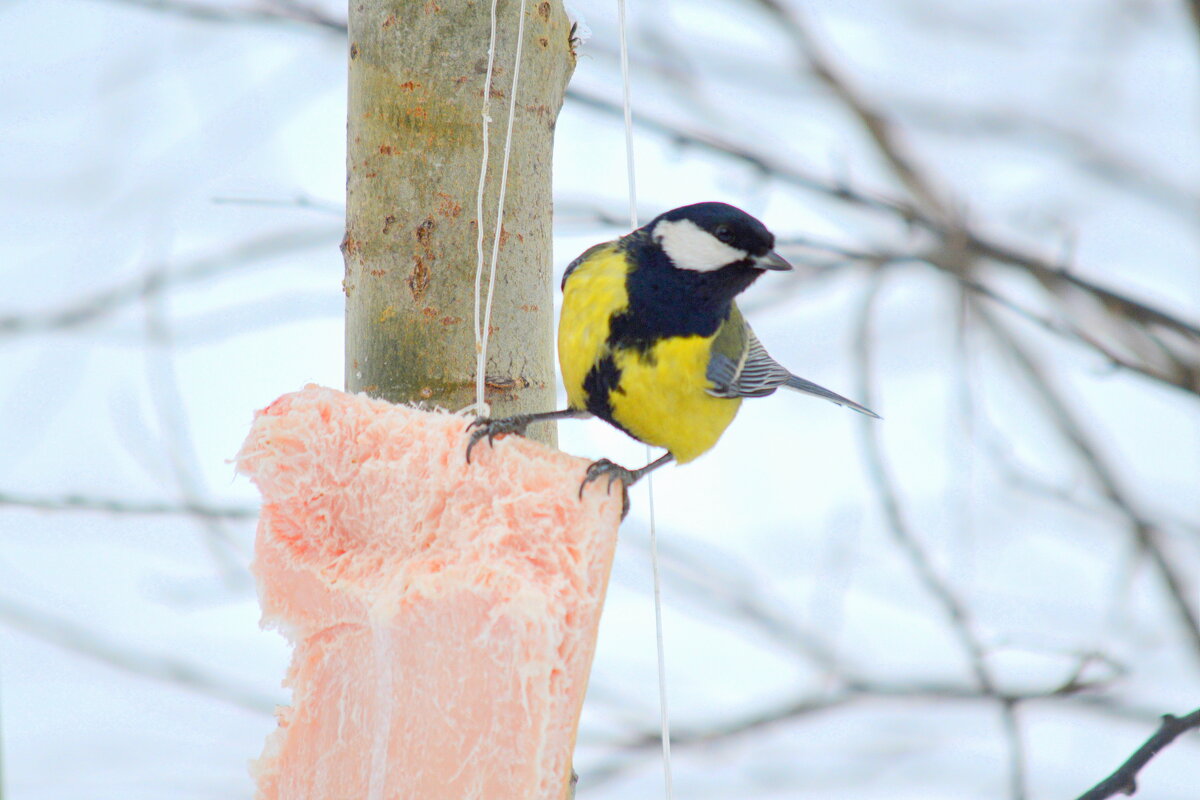 Синичка в лесу - Татьяна Лютаева