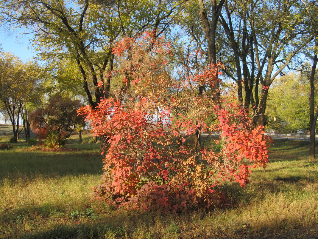 прекрасный октябрь - Елена Шаламова