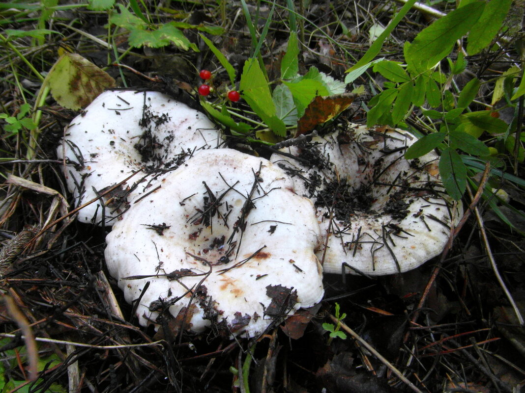 Груздочки. - nadyasilyuk Вознюк