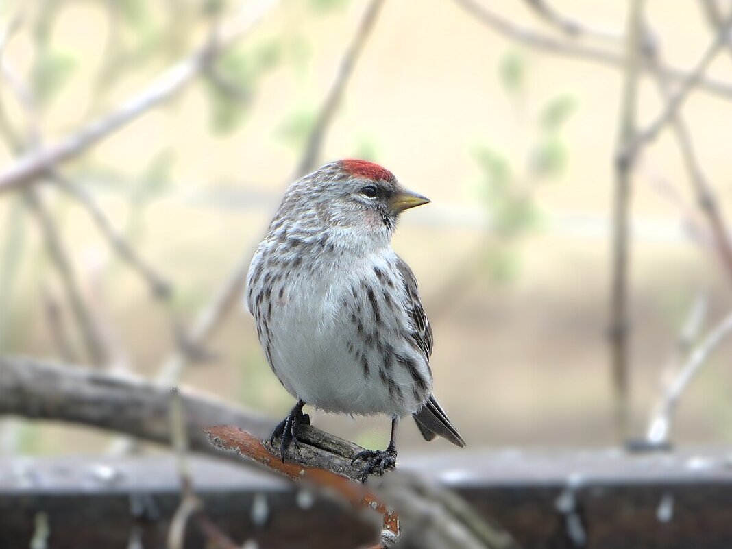 Чечетка - Лариса С.