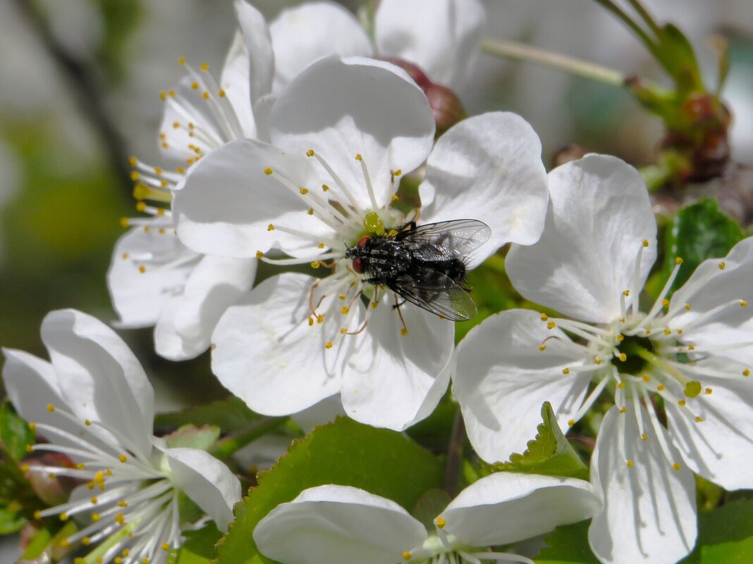 Скоро весна - Лариса С.
