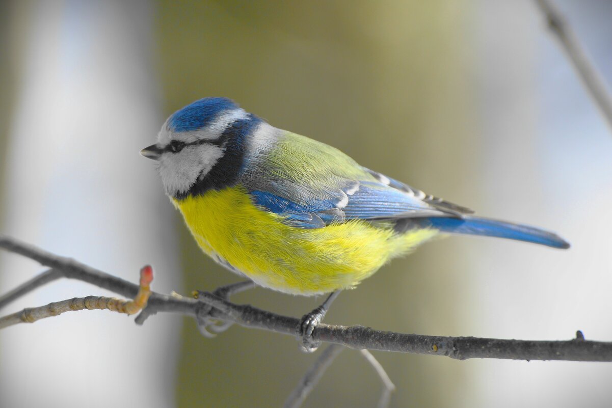 Лазоревка - Константин Анисимов