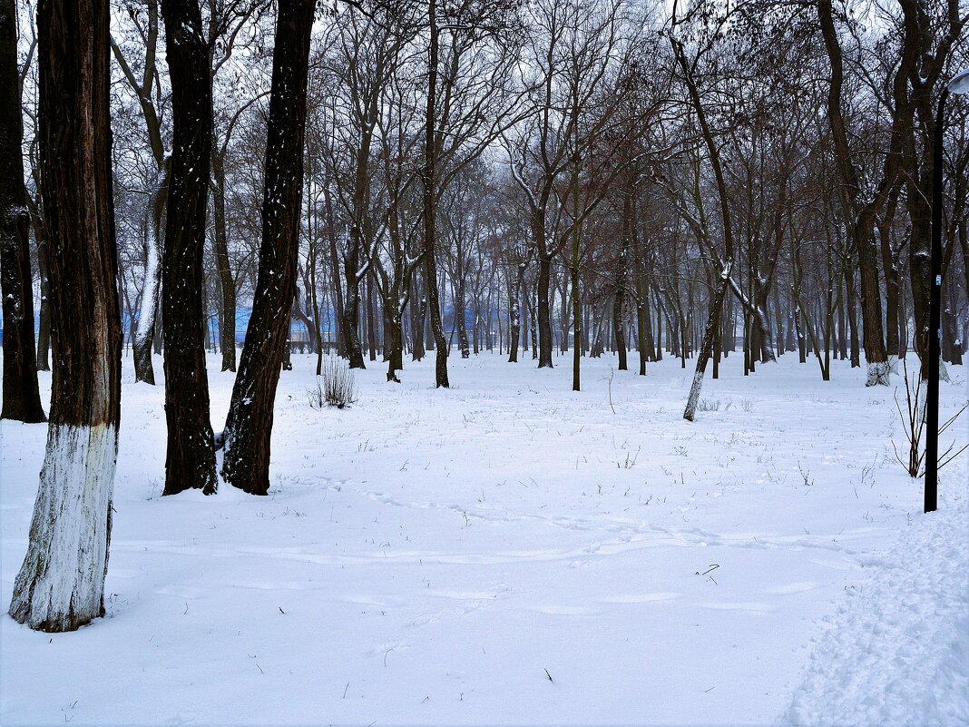 Ростов-на-Дону. Парк им. Николая Островского зимой. - Пётр Чернега