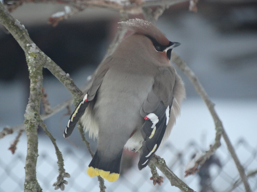 Свиристель - Глеб 