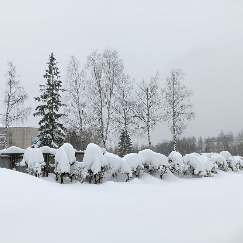 корм просят - Владимир 