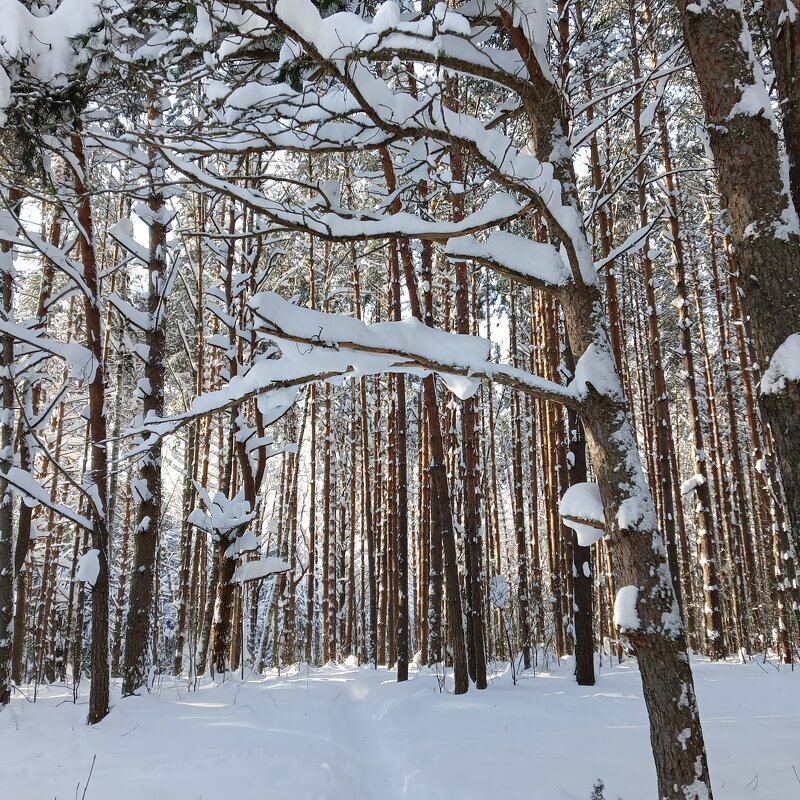 строевой лес - Владимир 
