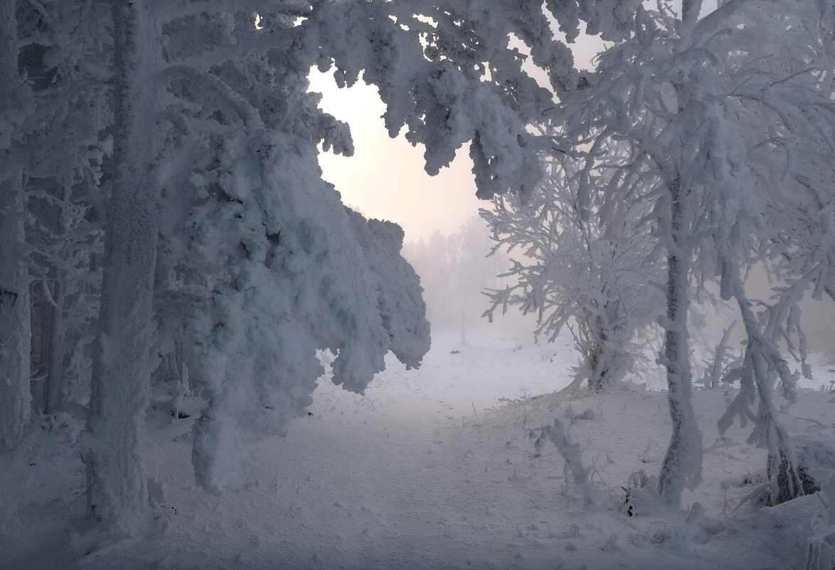 Снежный лес - Марина Фомина.