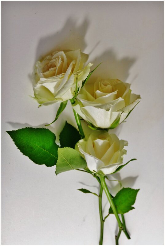 БЕЛЫЕ РОЗЫ... - Elvira E. 